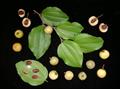 Ziziphus joazeiro